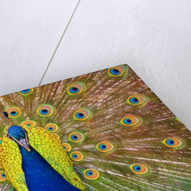 Peacock by Anonymous