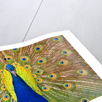 Peacock by Anonymous