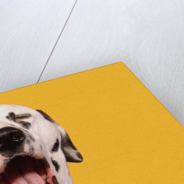 Dalmatian by Anonymous