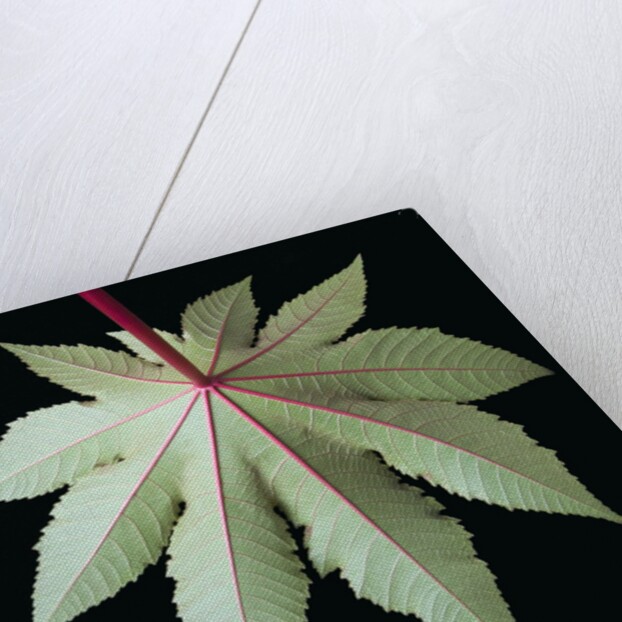 Leaf and Stem by Anonymous