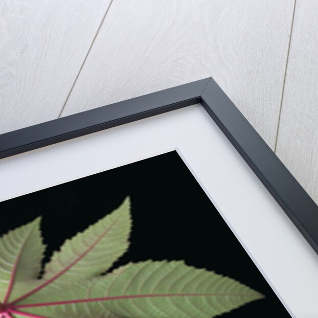 Leaf and Stem by Anonymous