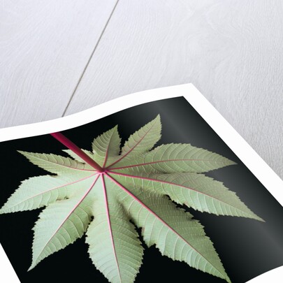 Leaf and Stem by Anonymous