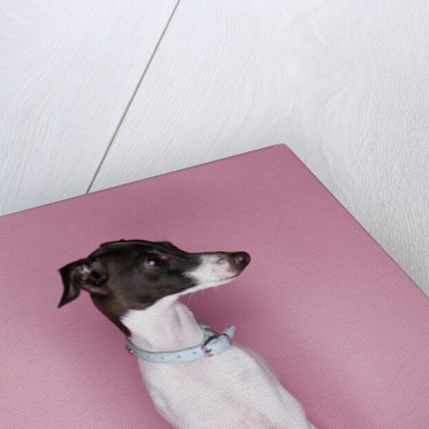 Italian Greyhound by Anonymous