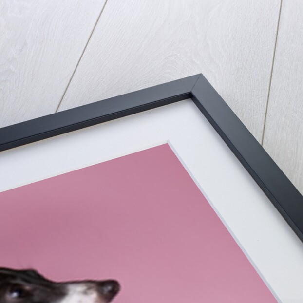 Italian Greyhound by Anonymous