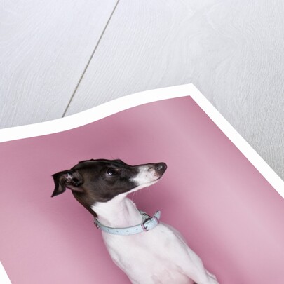 Italian Greyhound by Corbis