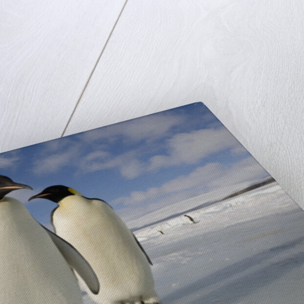 Emperor Penguins in Antarctica by Anonymous