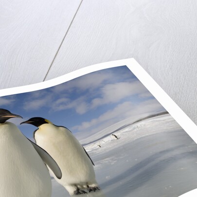 Emperor Penguins in Antarctica by Anonymous