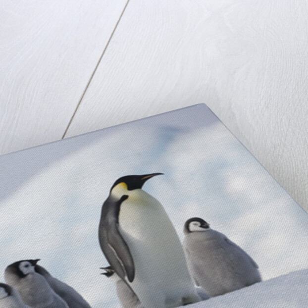 Emperor Penguins in Antarctica by Anonymous