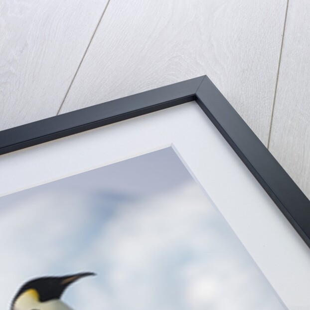 Emperor Penguins in Antarctica by Anonymous