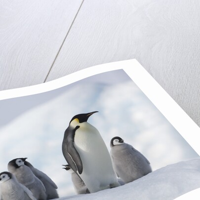 Emperor Penguins in Antarctica by Anonymous