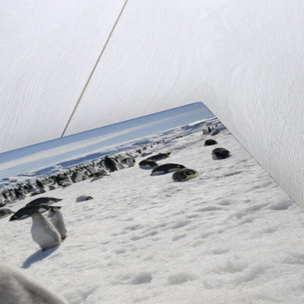 Emperor Penguin Chick in Antarctica by Anonymous