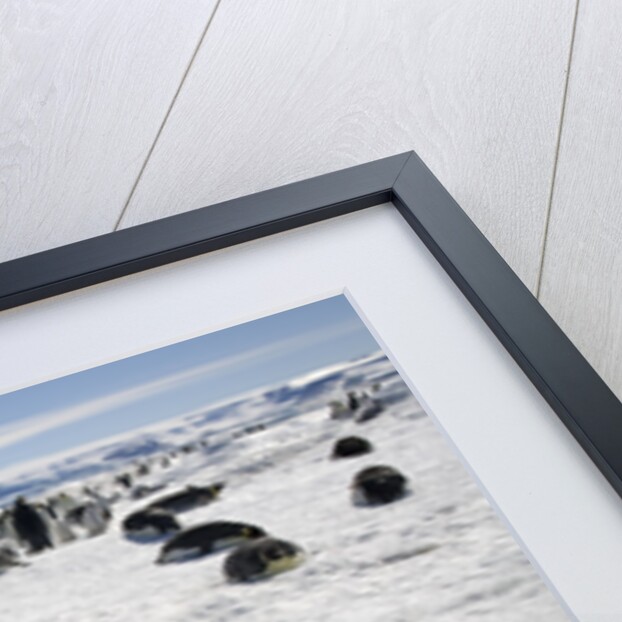 Emperor Penguin Chick in Antarctica by Anonymous