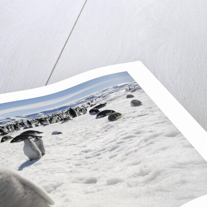Emperor Penguin Chick in Antarctica by Anonymous