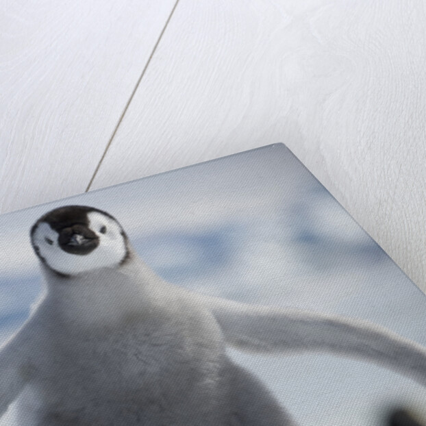 Emperor Penguin Chick in Antarctica by Anonymous