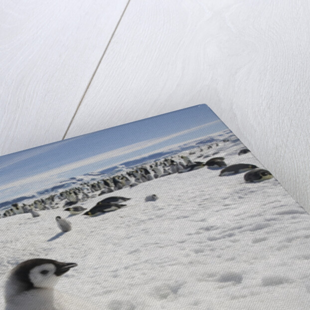 Emperor Penguin Chicks in Antarctica by Anonymous