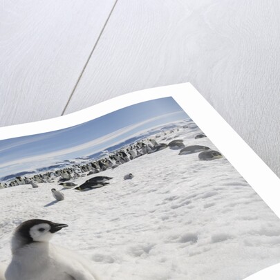 Emperor Penguin Chicks in Antarctica by Anonymous