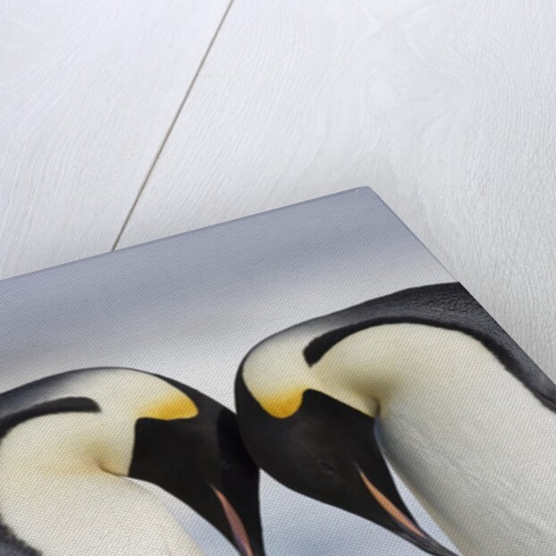 Emperor Penguins and Chick in Antarctica by Anonymous