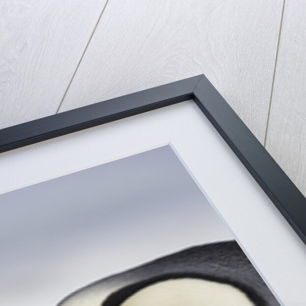 Emperor Penguins and Chick in Antarctica by Anonymous