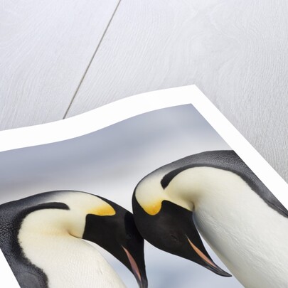 Emperor Penguins and Chick in Antarctica by Anonymous