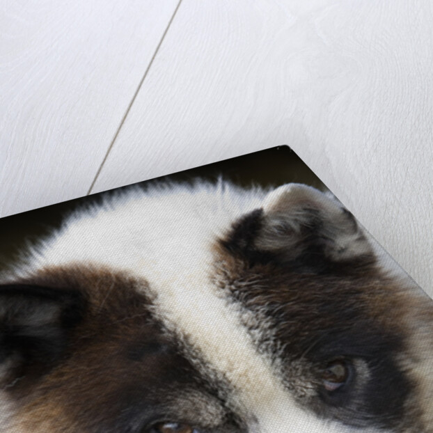 Close-up of Sled Dog by Anonymous