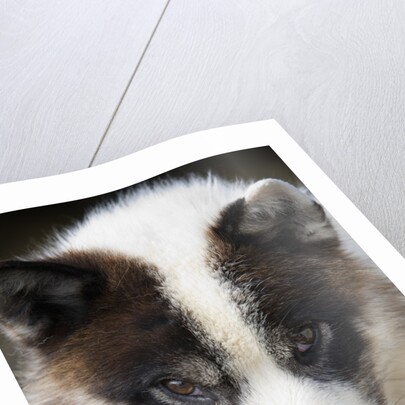 Close-up of Sled Dog by Anonymous