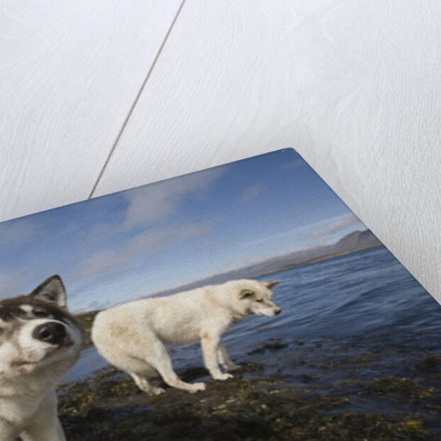 Sled Dogs in Sisimiut by Anonymous
