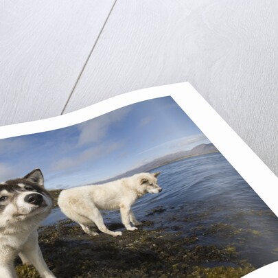 Sled Dogs in Sisimiut by Anonymous