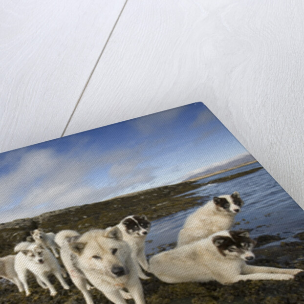 Pack of Sled Dogs by Anonymous