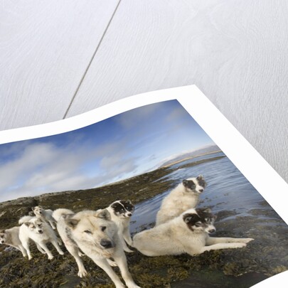 Pack of Sled Dogs by Anonymous