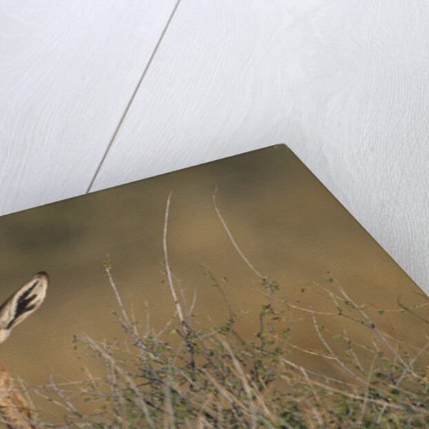 Female Gerenuk behind Bush by Anonymous