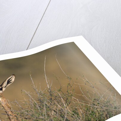 Female Gerenuk behind Bush by Anonymous
