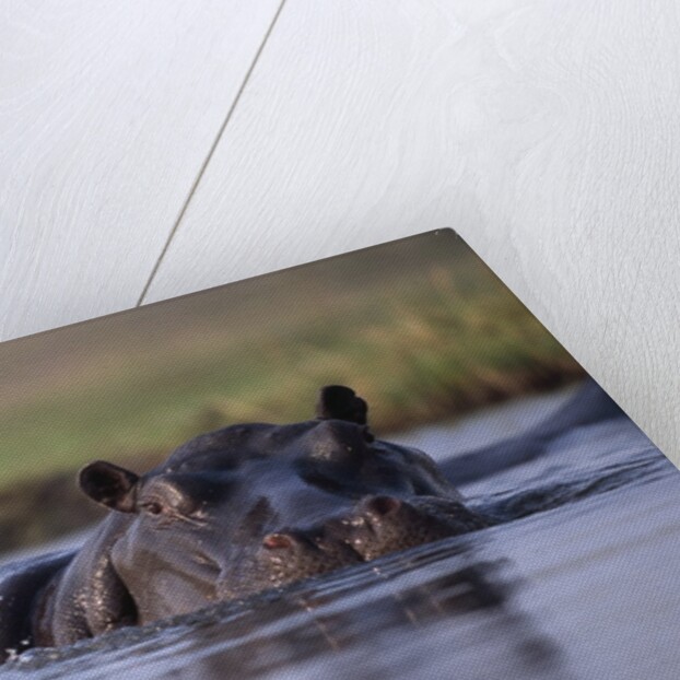Hippopotamus in River by Anonymous