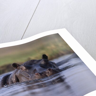 Hippopotamus in River by Anonymous