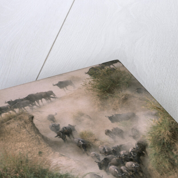 Wildebeests Running into River by Anonymous