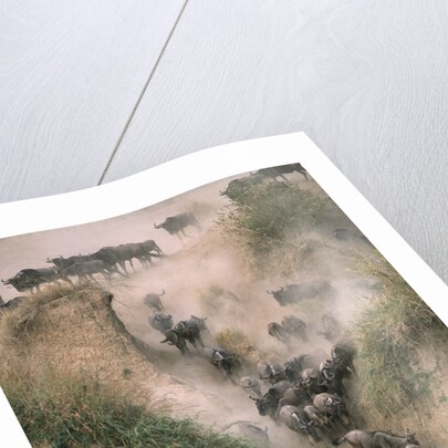 Wildebeests Running into River by Anonymous