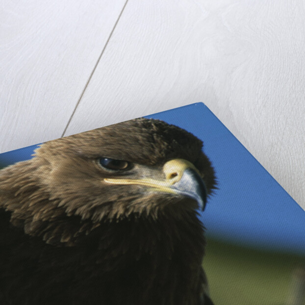 Close-up of Tawny Eagle by Anonymous