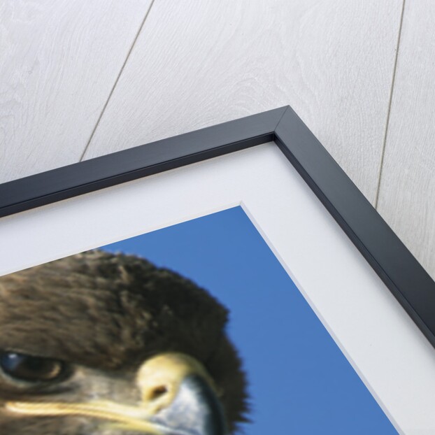 Close-up of Tawny Eagle by Anonymous