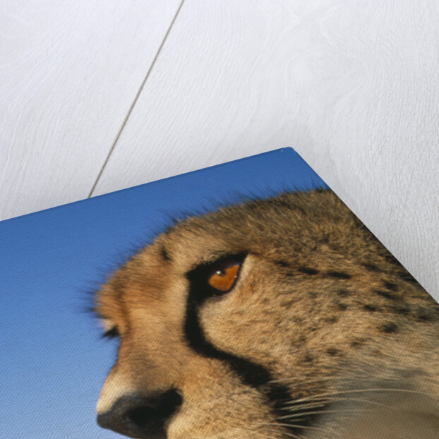 Close-up of Cheetah by Anonymous