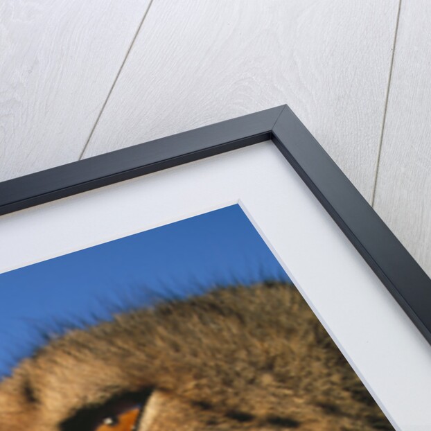 Close-up of Cheetah by Anonymous