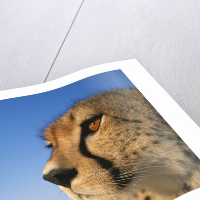 Close-up of Cheetah by Anonymous