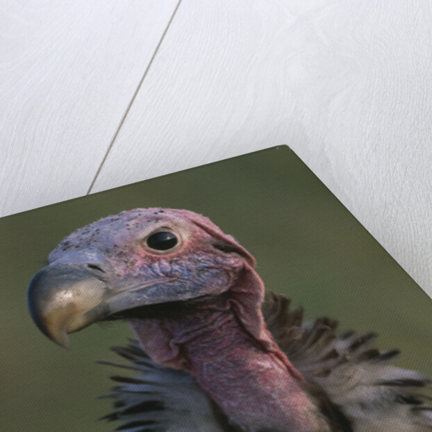 Close-up of Lappet-Faced Vulture by Anonymous