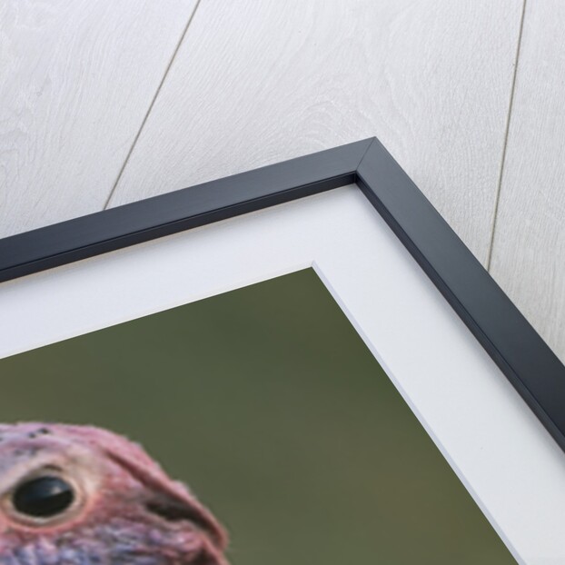 Close-up of Lappet-Faced Vulture by Anonymous