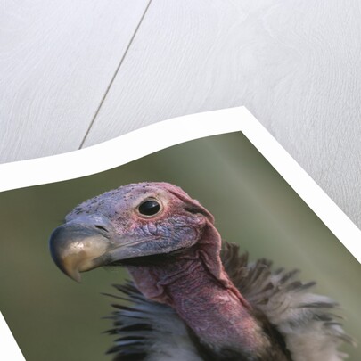 Close-up of Lappet-Faced Vulture by Anonymous