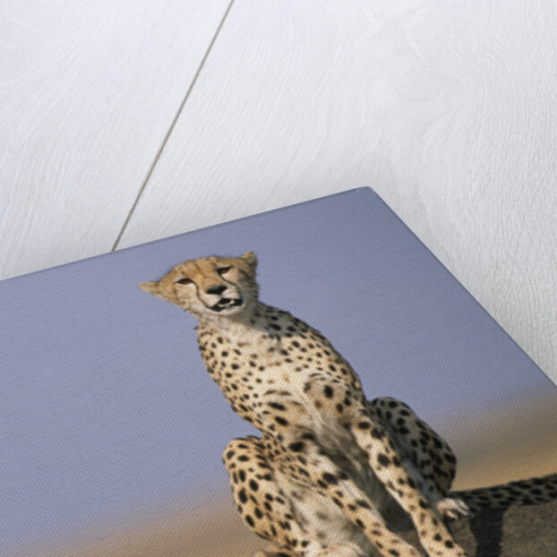 Cheetah on Termite Mound by Anonymous