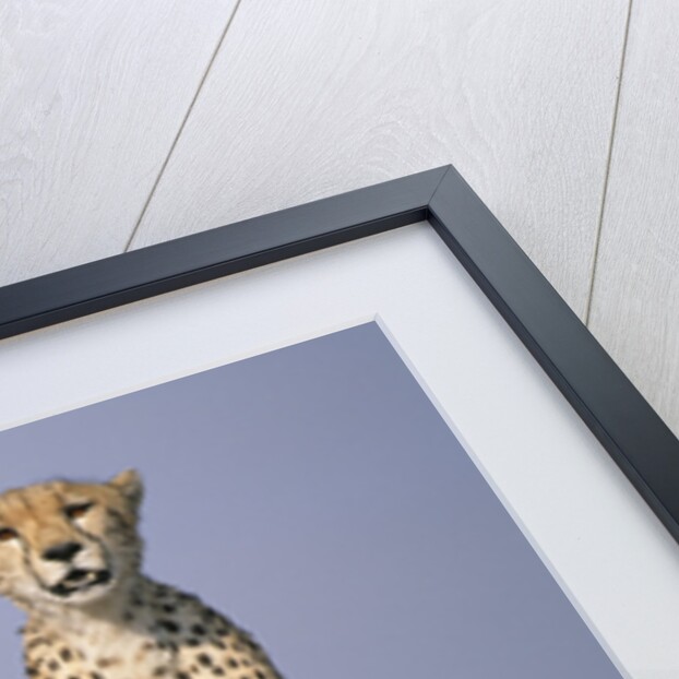 Cheetah on Termite Mound by Anonymous