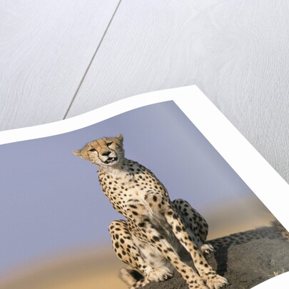 Cheetah on Termite Mound by Anonymous