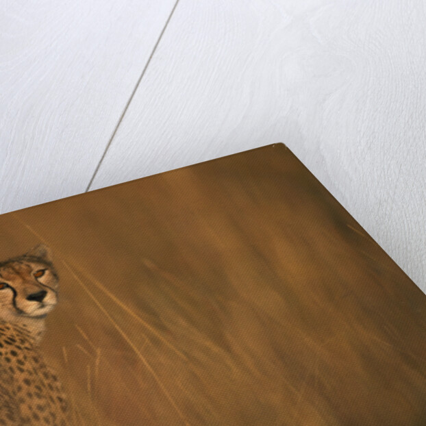 Cheetah in Grass by Anonymous