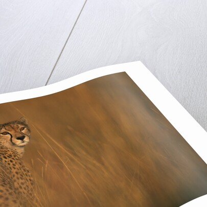 Cheetah in Grass by Anonymous
