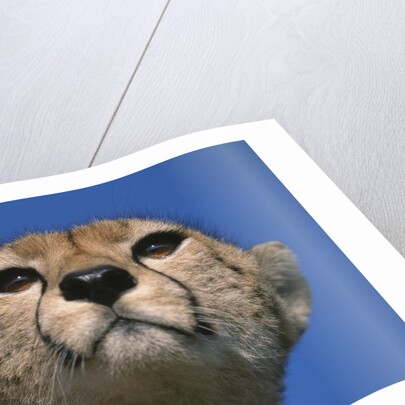 Close-up of Cheetah by Anonymous