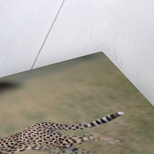 Leaping Cheetah in Grass by Anonymous